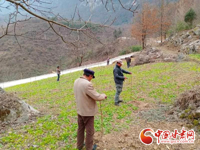 【甘肅全民戰(zhàn)“疫”】戰(zhàn)“疫”中，隴南稻坪的春天