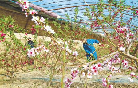 張掖山丹縣：緊抓春耕農業(yè)生產(chǎn)不放松（圖）