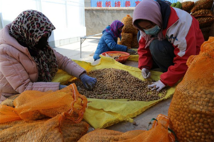 了不起！甘肅定西馬鈴薯良種出口7個(gè)國(guó)家