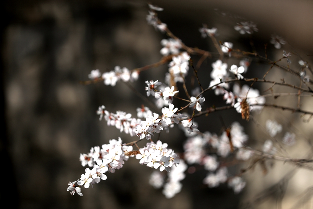 海報(bào)|花開隴原，甘肅這些景區(qū)正在復(fù)蘇！