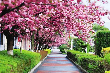 【印象隴原】去兩當(dāng)，與櫻花赴約