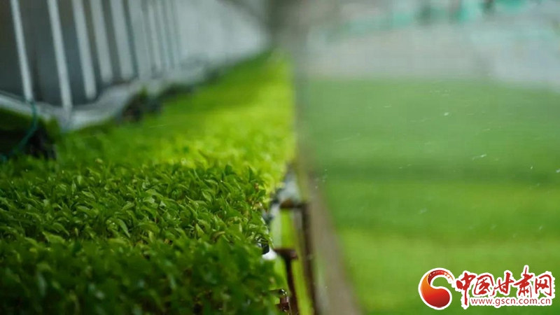 【甘肅省決戰(zhàn)決勝脫貧攻堅(jiān)·產(chǎn)業(yè)扶貧】永昌縣焦家莊鎮(zhèn)：高原夏菜鼓起農(nóng)戶“錢(qián)袋子”