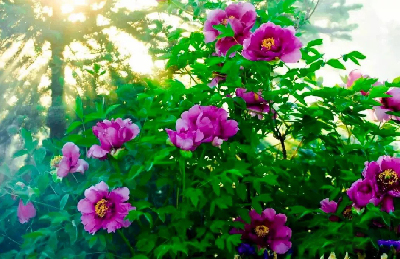 【“甘味”故事】“百花王”駕到！國色傾城正當(dāng)時(shí)