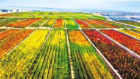 拉開架勢興產業(yè)——武威天?？h發(fā)展特色農業(yè)綜述