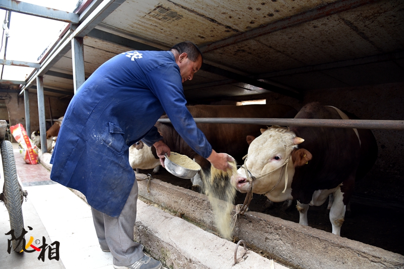 【隴人相】脫貧路上的實干家——“?！比笋R占清