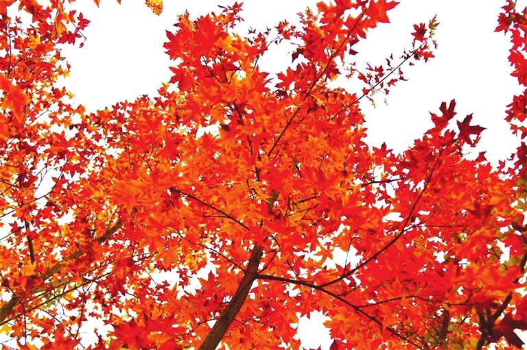 出彩啦！蘭州高校秋景驚艷來襲，快到秋日調(diào)色盤里pick你的母校