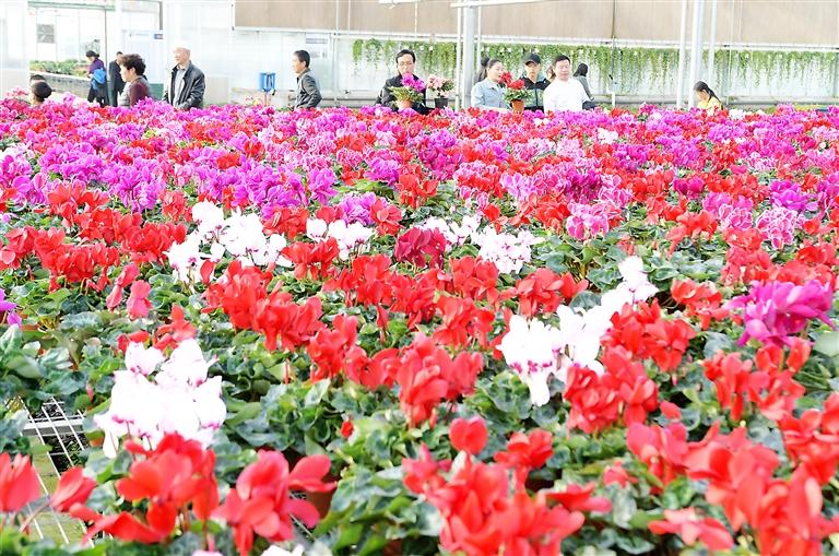 臨夏縣百益現代農業(yè)科技有限公司示范園花卉競相綻放