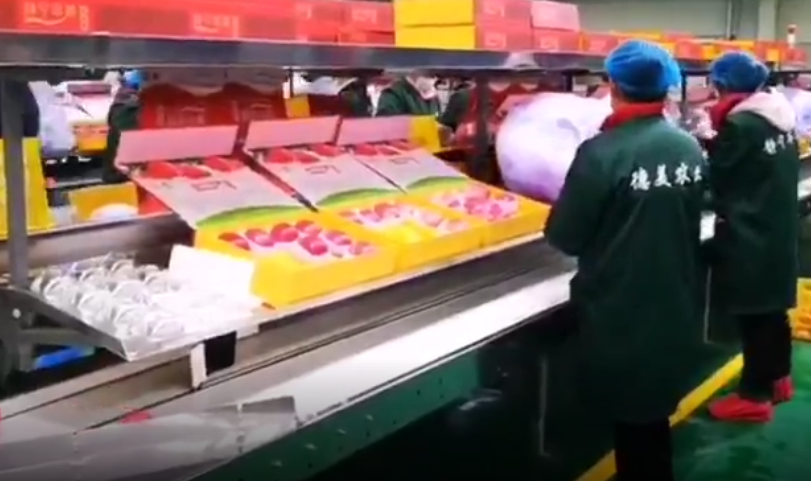 【獨(dú)家視頻】快訊丨甘肅省委副書(shū)記、代省長(zhǎng)任振鶴在靜寧縣調(diào)研蘋(píng)果產(chǎn)業(yè)發(fā)展