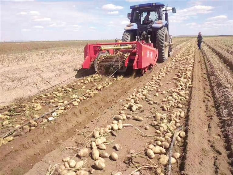 土橋不“土”立潮頭——臨夏縣土橋鎮(zhèn)實施農(nóng)業(yè)產(chǎn)業(yè)結構優(yōu)化升級見聞