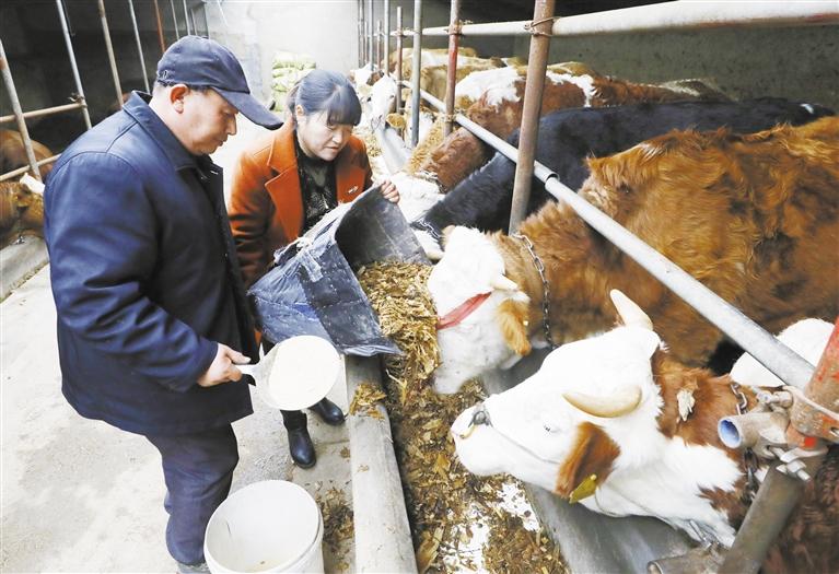 我和我的家鄉(xiāng)丨定西臨洮縣黨家墩村：“?！碑a(chǎn)業(yè)帶來“牛”日子