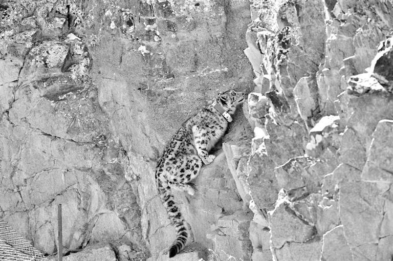 首例！肅北鹽池灣保護(hù)區(qū)一只雪豹被戴上定位項(xiàng)圈