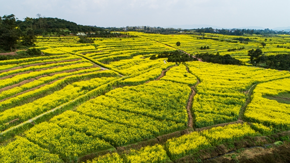 千余畝油菜花盛開。廖濤 攝