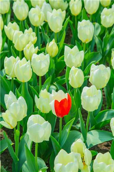 花叢中，別具一格。羅云希 攝