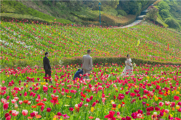 花海間，拍上一組美美的婚紗照。羅云希 攝
