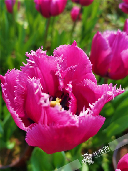 特色郁金香品種，花邊呈鋸齒狀。華龍網(wǎng)—新重慶客戶端記者 舒婷 攝