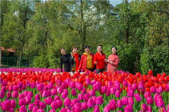 游客在郁金香花海里拍照打卡。羅云希 攝