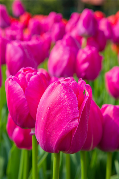 郁金香嬌艷欲滴。羅云希 攝