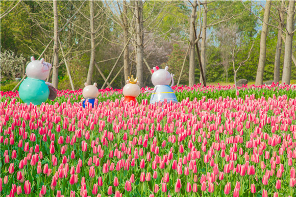 長壽湖郁金香次第開放。羅云希 攝