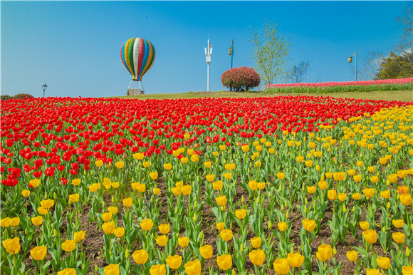 長壽湖郁金香開得正好。羅云希 攝