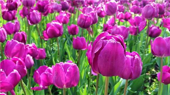 紫色郁金香。華龍網(wǎng)—新重慶客戶端袁舒含 攝