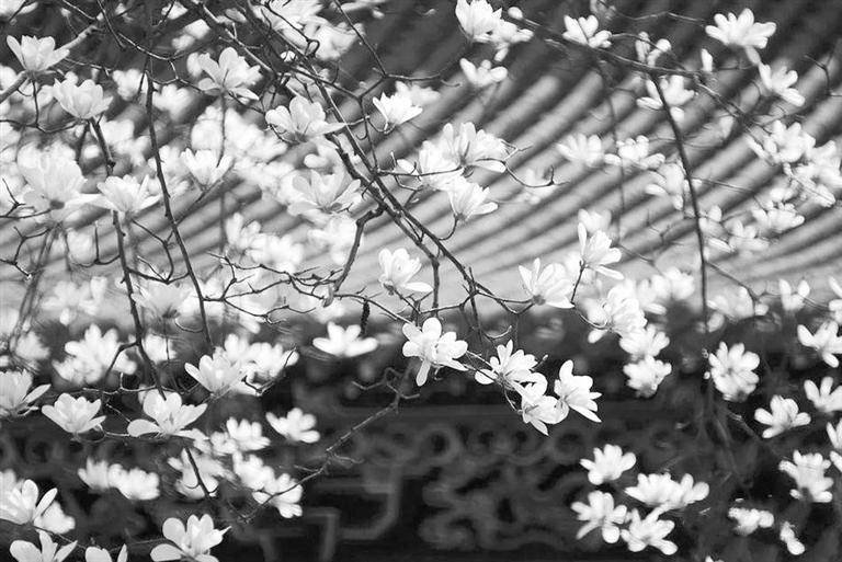 天水雙玉蘭堂，吟杜甫詩(shī) 煎泉水茶 賞白石書法