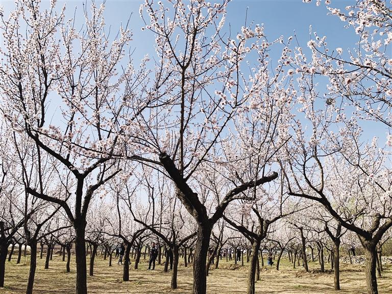唐汪川的杏花開了！周邊游再添好去處
