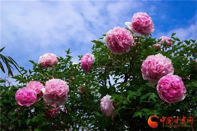 【五一游甘肅】暢游“臨洮縣紫斑牡丹文化旅游節(jié)”，這份攻略請收下！