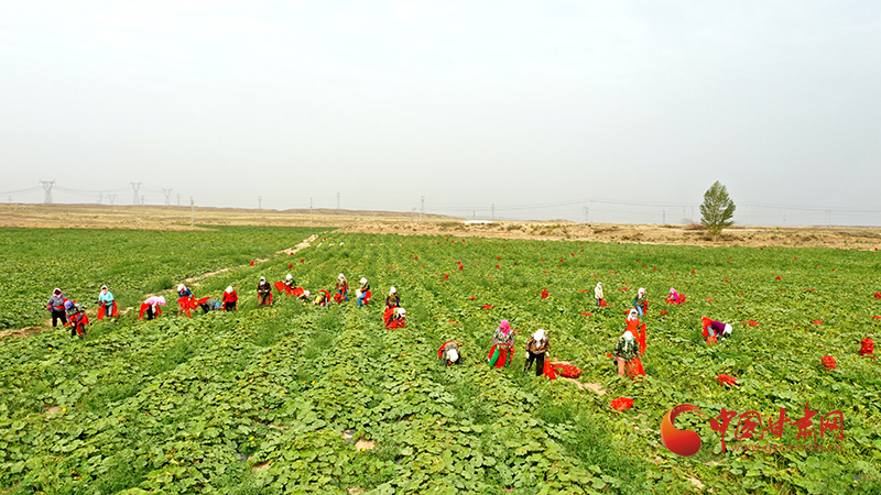 山丹：農(nóng)事“鐘點(diǎn)工”走俏田間地頭
