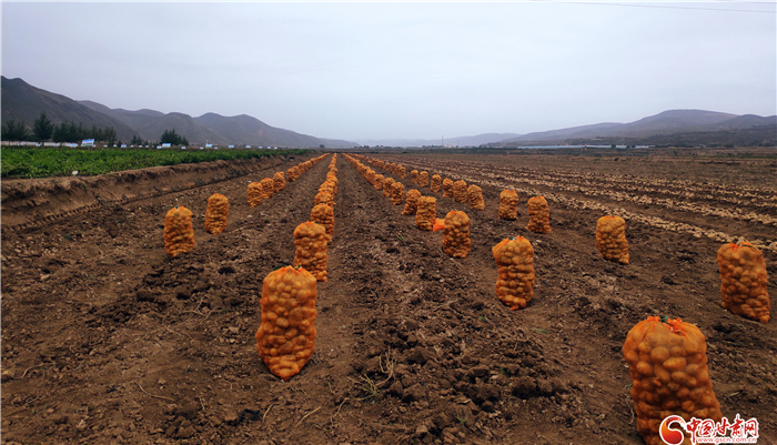 薯都定西迎來新機(jī)遇 產(chǎn)業(yè)薯帶富一方百姓成共識