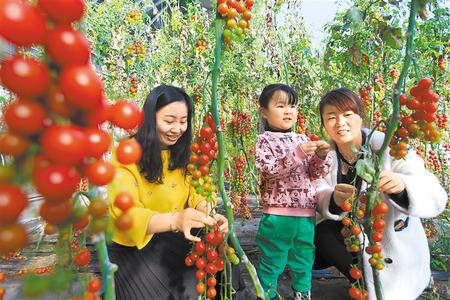 酒泉市肅州區(qū)東洞戈壁產(chǎn)業(yè)園里的圣女果、人參果陸續(xù)成熟上市