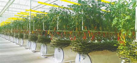 特色農業(yè)激活鄉(xiāng)村振興新動能——白銀景泰縣采取務實舉措加快特色農業(yè)發(fā)展