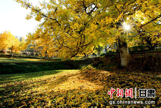 隴南徽縣銀杏樹最美的時(shí)候，當(dāng)屬每年的10月至11月。圖為樹葉已染黃的銀杏樹。張承榮 攝