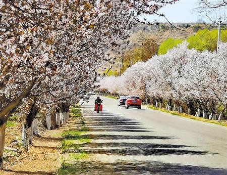 天水清水縣草川鋪鎮(zhèn)腰林村道路兩旁的紅葉李盛開(kāi)正當(dāng)時(shí)