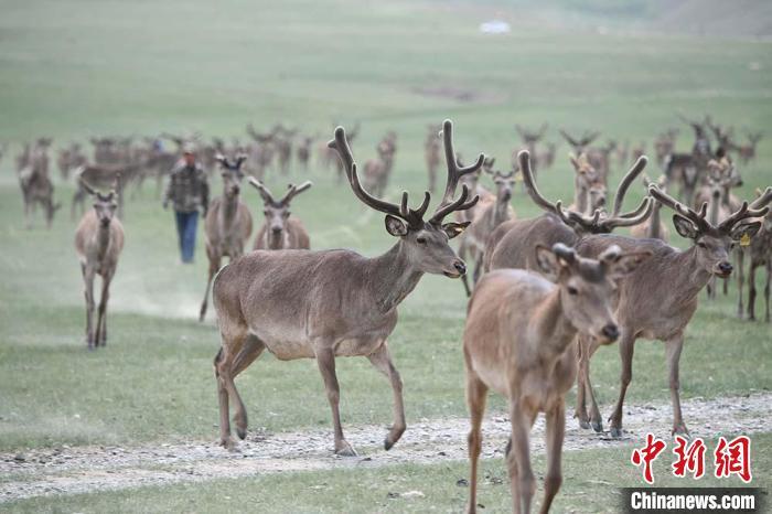 圖為肅南縣馬鹿養(yǎng)殖場(chǎng)內(nèi)的鹿群。　楊艷敏 攝