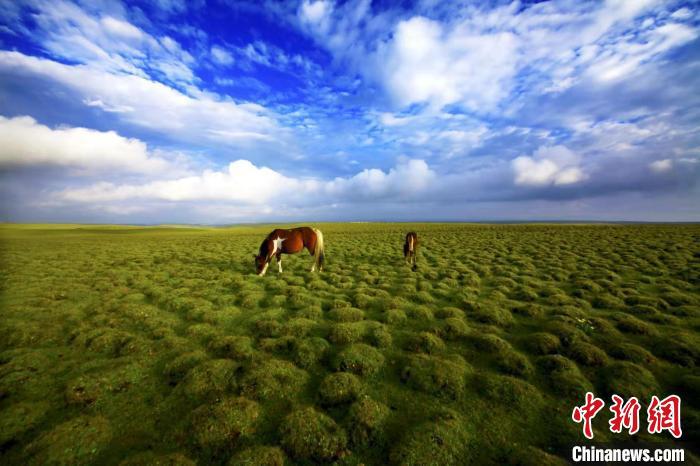 圖為甘肅甘南藏族自治州草原風光。(資料圖) 艾慶龍 　攝