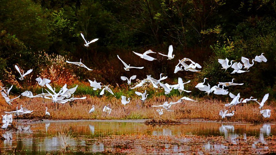 白鷺翩躚舞初冬。吳康軍攝