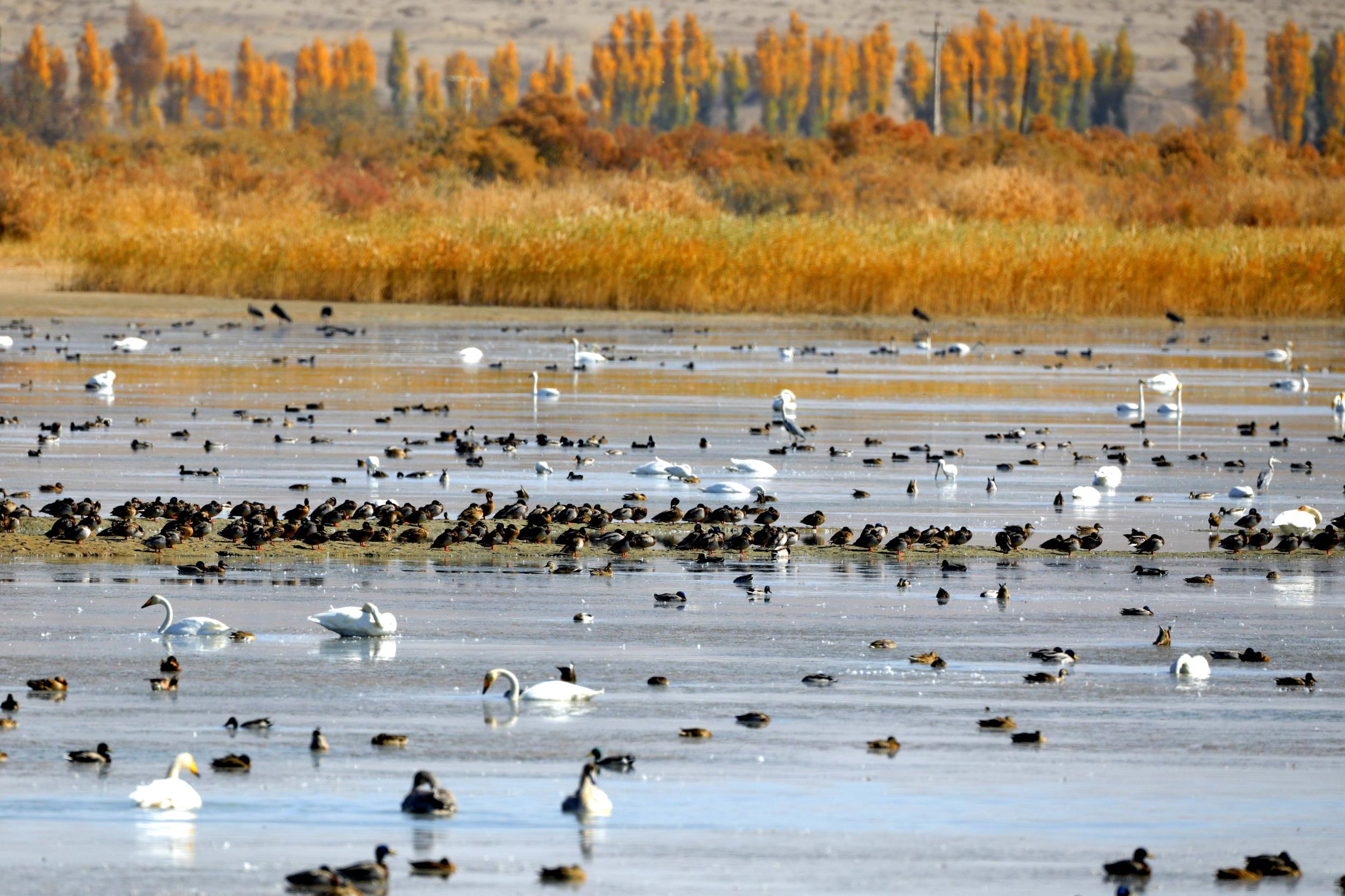 天鵝飛抵高臺縣黑河濕地嬉戲覓食、棲息越冬。尹昭霞攝