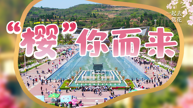 海報|春色爛漫，一組海報“云賞”櫻花盛開