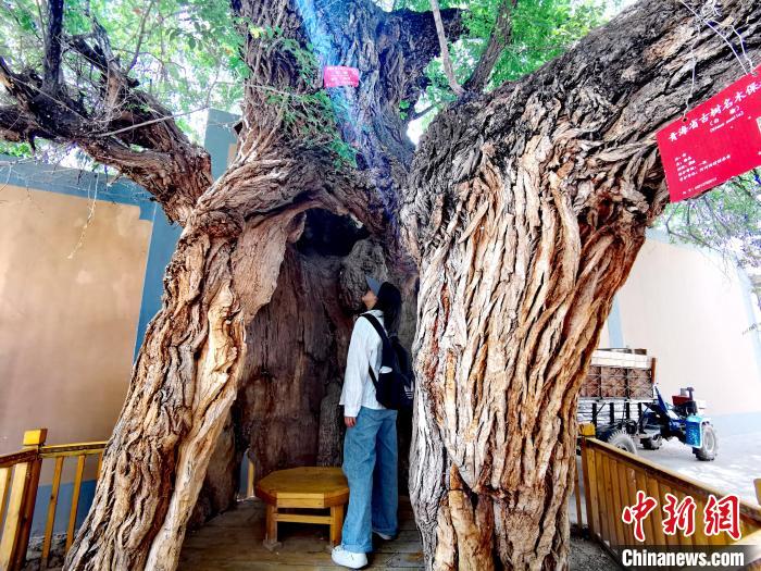 青海海東市阿河灘地質文化村：古樹新枝、丹山碧水