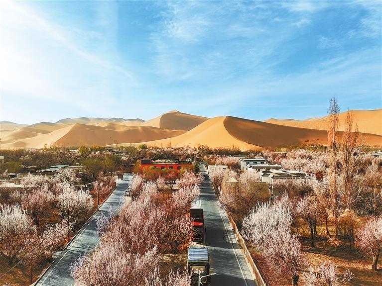 近日，敦煌鳴沙山下的李廣杏杏花陸續(xù)開放，美如畫卷。新甘肅·甘肅日?qǐng)?bào)通訊員　張曉亮