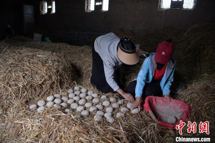 酒曲成型之后入曲房，入室之前要灑水，再鋪青稞草，防止曲塊的水分被吸走，曲房內(nèi)有通風(fēng)道、窗戶、暖氣、電熱爐等各種控制曲房溫度的設(shè)備。圖為5月10日，工作人員將成型的曲塊搬運到曲房。九美旦增　攝