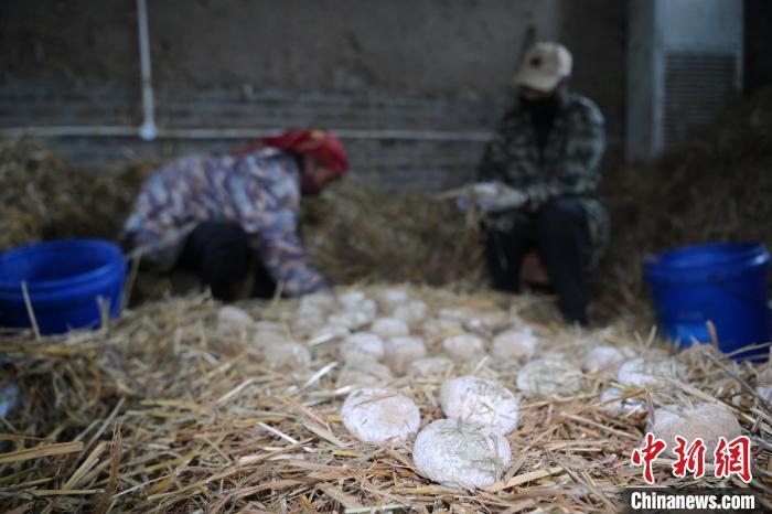 酒曲從曲坯入房培養(yǎng)到培養(yǎng)結(jié)束，整個培養(yǎng)周期控制在4至8天，曲坯的要求光滑，軟硬適宜，手按曲坯不松散，結(jié)實，薄厚一致。圖為5月10日，工作人員準(zhǔn)備將培養(yǎng)好的曲坯拿到外面晾曬。九美旦增　攝