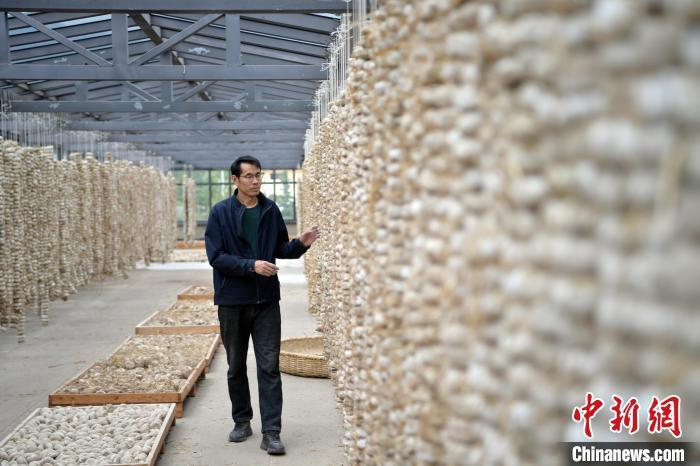 圖為5月10日，工作人員檢查晾曬的曲胚。九美旦增　攝