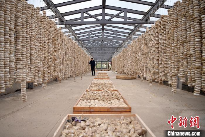 圖為5月10日，工作人員檢查晾曬的曲胚。九美旦增　攝