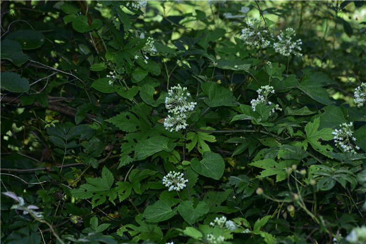 1714286288346782.jpg 24-2.jpg