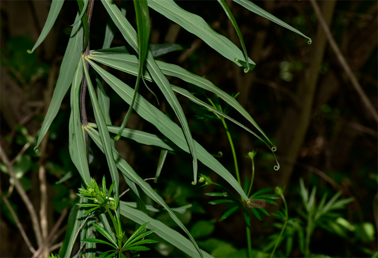 1722582441383492.png 28-2.png