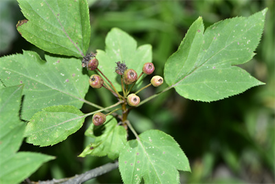 1737511755914937.jpg 10-01.jpg