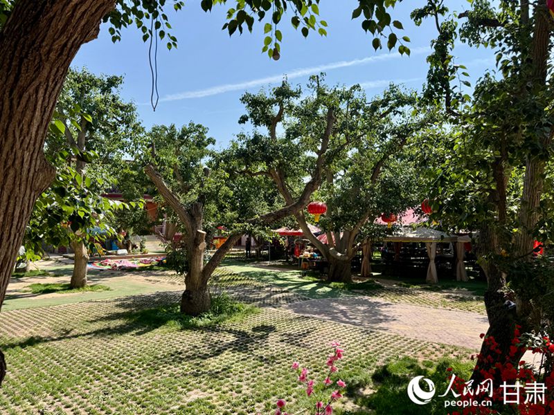 什川古梨園。人民網(wǎng)記者 焦隆攝