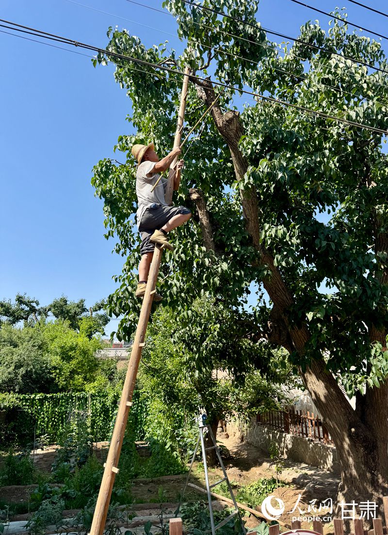 什川古梨園果農(nóng)魏至玉正踩著蜈蚣梯修剪自家的百年梨樹。人民網(wǎng)記者 焦隆攝