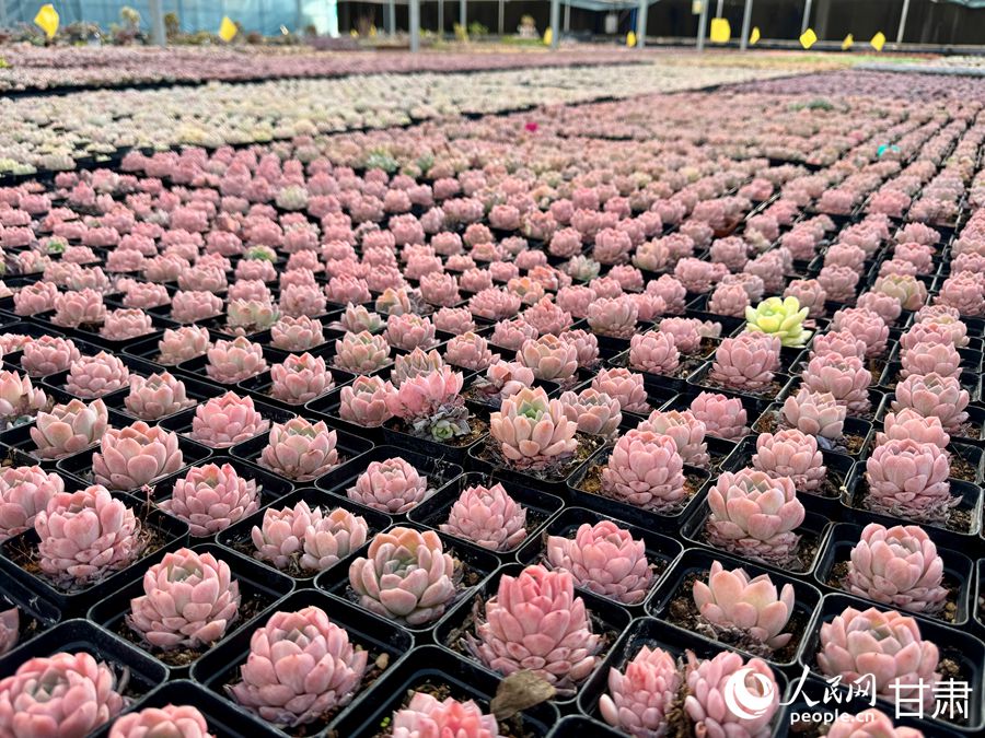 蘭州鑫源現(xiàn)代農(nóng)業(yè)休閑觀光旅游景區(qū)多肉大棚。人民網(wǎng)記者 焦隆攝